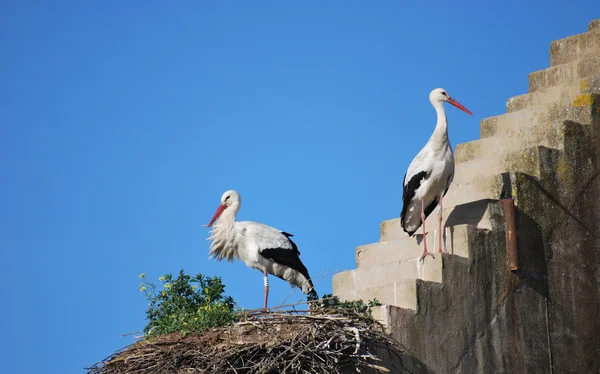 Stork in ladder — Stockfoto