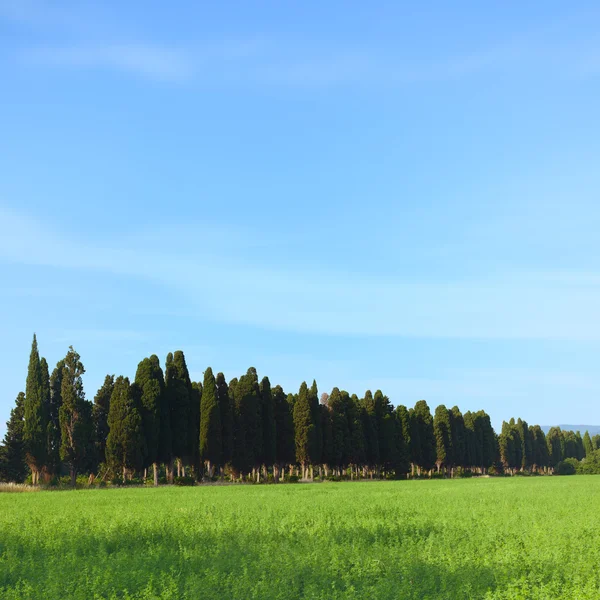 博尔盖里著名的柏树林荫大道景观。马雷马 — 图库照片