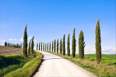 Toskana, servi ağaçlarının yol peyzaj, İtalya, Avrupa beyaz..