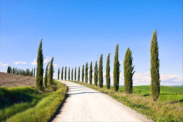 Toscane, cipressen witte weg landschap, Italië, Europa. — Stockfoto