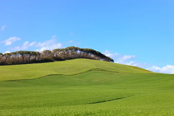 Toscana, gröna fält och tallar rad landskap, siena, Italien. — Stockfoto