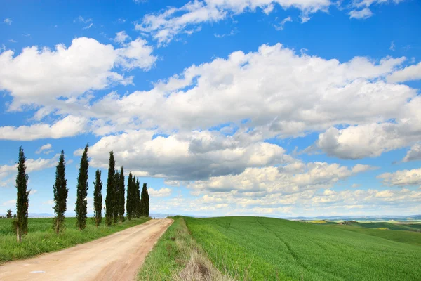 Toscana, Árvores ciprestes, estrada branca, campo verde, Siena, Itália . — Fotografia de Stock