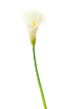 Calla Lily single flower isolated on white background clipart