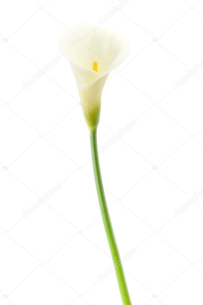 Calla Lily single flower isolated on white background