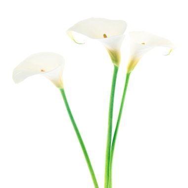 Beyaz arka plan üzerinde izole üç calla lily çiçek