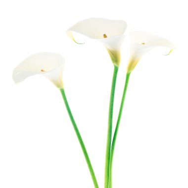 Three Calla Lily flowers isolated on white background clipart