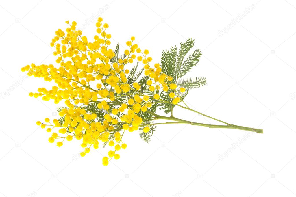 Wattle branch isolated on white
