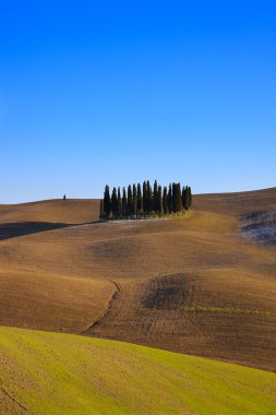 Tuscan cypress trees. Val d'Orcia near Siena. clipart