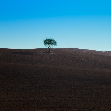 siena yakınlarında tipik koyu toprak sahada yalnız ağaç.