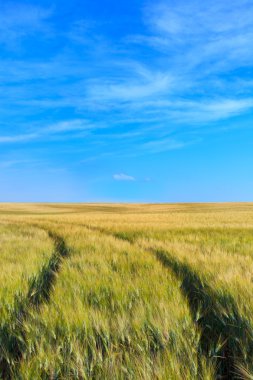 Wheat field tracks with a clear sky in spring clipart