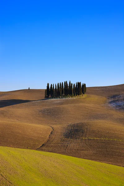 Tuscan cypress trees. Val d'Orcia near Siena. — Stock Photo, Image