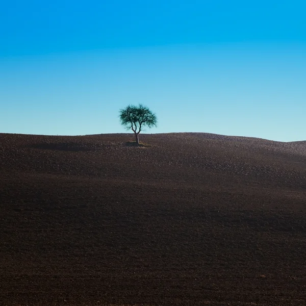 stock image Lonely tree on a typical dark soil field near Siena.