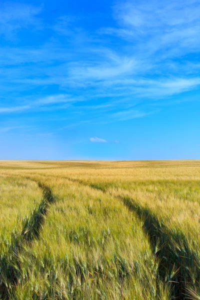 Wheat field tracks with a clear sky in spring — Stock Photo, Image