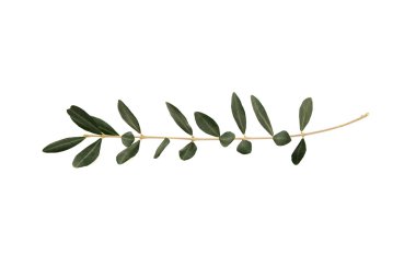 Olive tree twig with leaves isolated on white background clipart