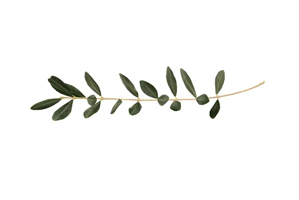 Olive tree twig with leaves isolated on white background — Stock Photo, Image