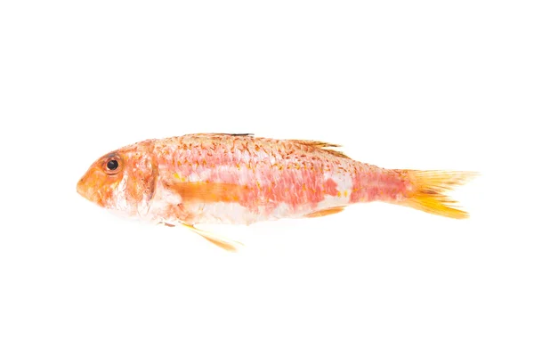 红鲻鱼地中海鱼。生的食物. — 图库照片