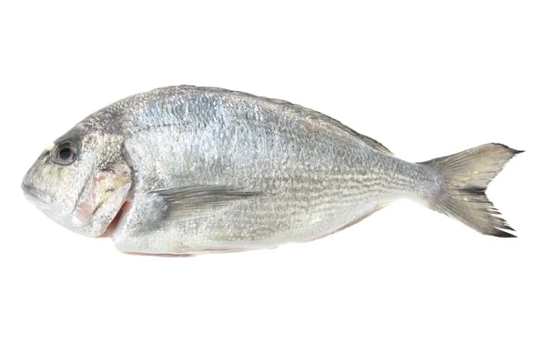 Θαλασσινά Dorada απομονωμένα σε λευκό. Τσιπούρα ψάρι. — Φωτογραφία Αρχείου