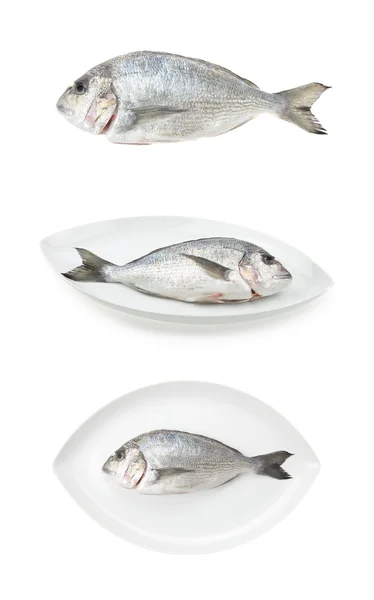 Marisco Dorada três amostras. Bream fish, alimentos crus . — Fotografia de Stock