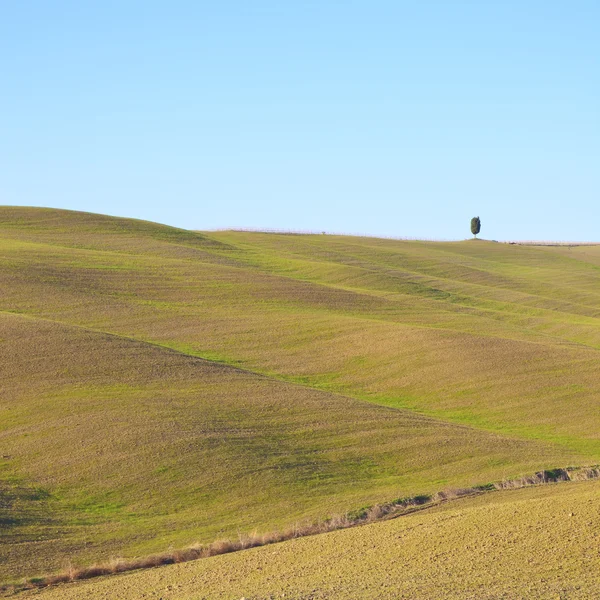 Toscana: paisagem típica. Colinas rolantes e uma árvore . — Fotografia de Stock