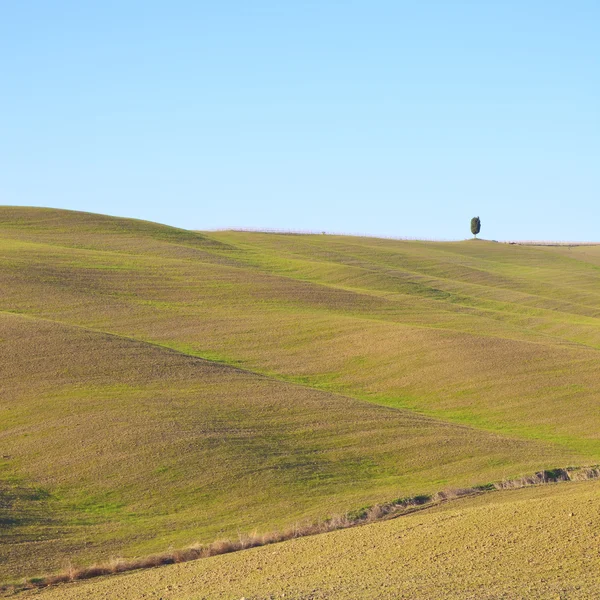 Stock image Tuscany: typical landscape. Rolling hills and a tree.