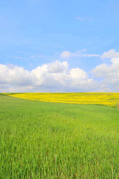 Campo amarelo e verde com céu azul claro e nublado — Fotografia de Stock