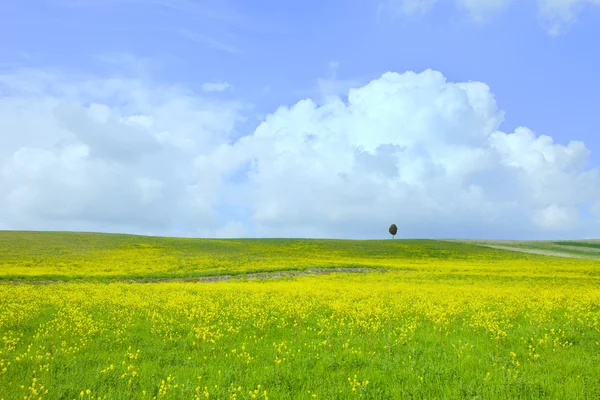Yellow green field, tree and light cloudy blue sky — Stock Photo, Image