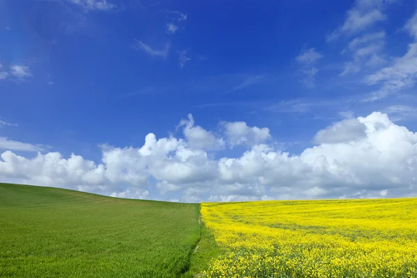 Zelené a žluté pole s zamračená obloha modrá — Stock fotografie
