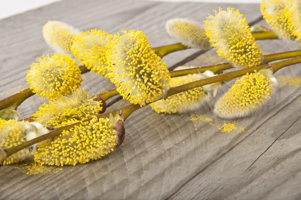 stock image Willow branch