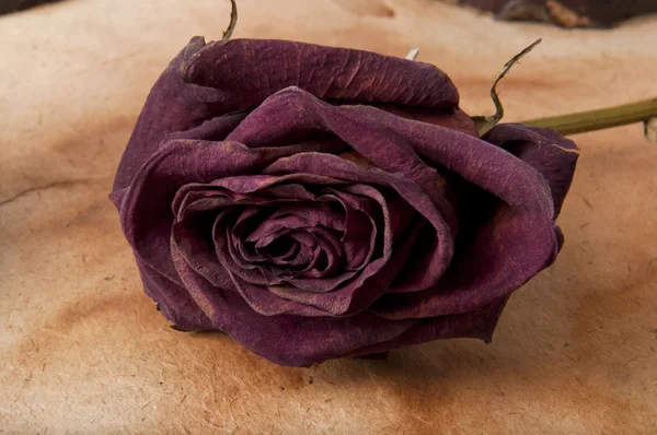 Rosa seca sobre el fondo viejo — Foto de Stock
