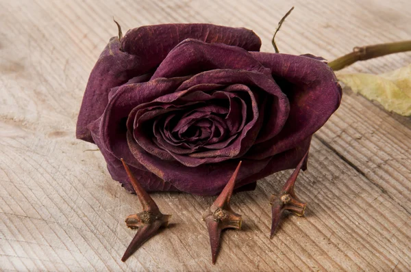 Ξηρό κόκκινο τριαντάφυλλο και το δένδρο ακακία αγκάθι στο παλιό τραπέζι — Φωτογραφία Αρχείου
