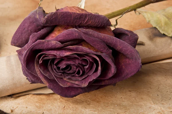 Eine alte Schriftrolle und getrocknete Rose auf Grunge-Hintergrund — Stockfoto