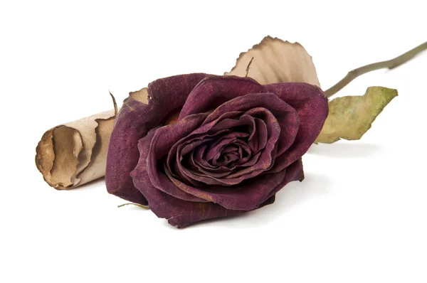 Un viejo pergamino y una rosa roja seca sobre fondo blanco — Foto de Stock