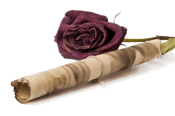 Старый свиток и сухая красная роза на белом фоне — стоковое фото