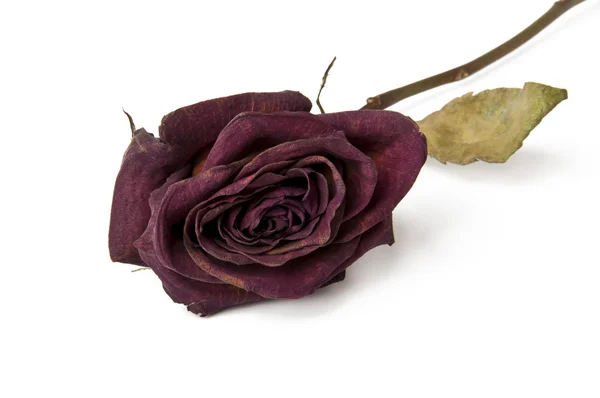 乾燥した赤いバラ — ストック写真