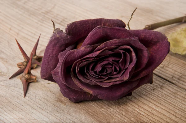 Sucha, czerwona róża i Cierń akacji na stary stół — Zdjęcie stockowe
