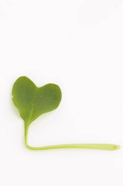 Heart-shaped leaf — Stock Photo, Image
