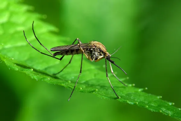 Mosquito sobre hoja verde — Foto de Stock
