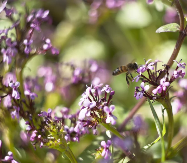 stock image Bee on flower