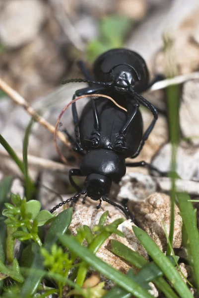 Mating жуки — стокове фото