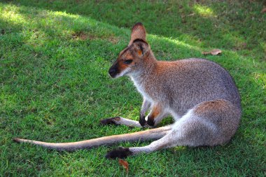 Wallaby clipart