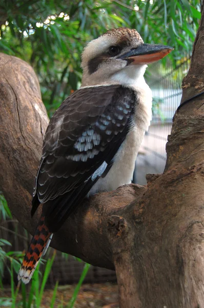Gewone kookaburra — Stockfoto