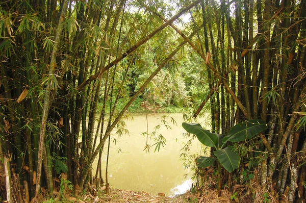 Bamboe en rivier — Stockfoto