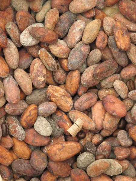 Cacao bonen — Stockfoto