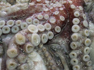 ham ve taze ahtapot tentacles buza fotoğrafı