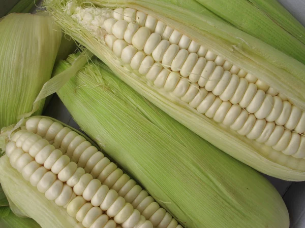 stock image Corn cob