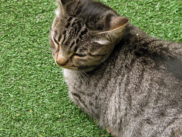 stock image Little kitten playing on the grass