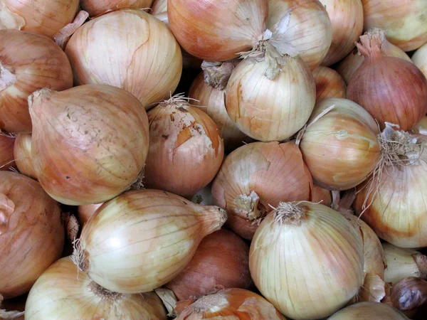 Close-up of fresh white onions — Stockfoto