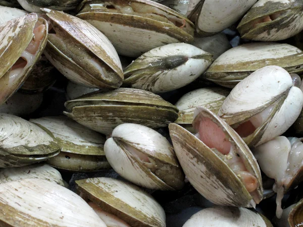 Сырые моллюски — стоковое фото