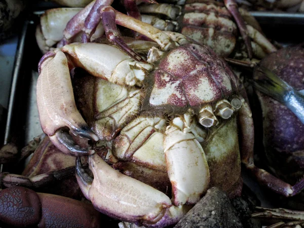 Big alive crayfish — Stock Photo, Image