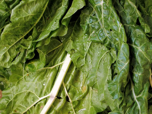 Fresh spinach and lettuce — Stock Photo, Image